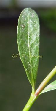  Leaf (Adaxial view)
